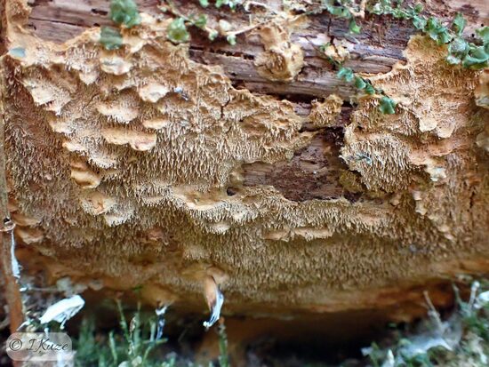 Asterodon ferruginosus