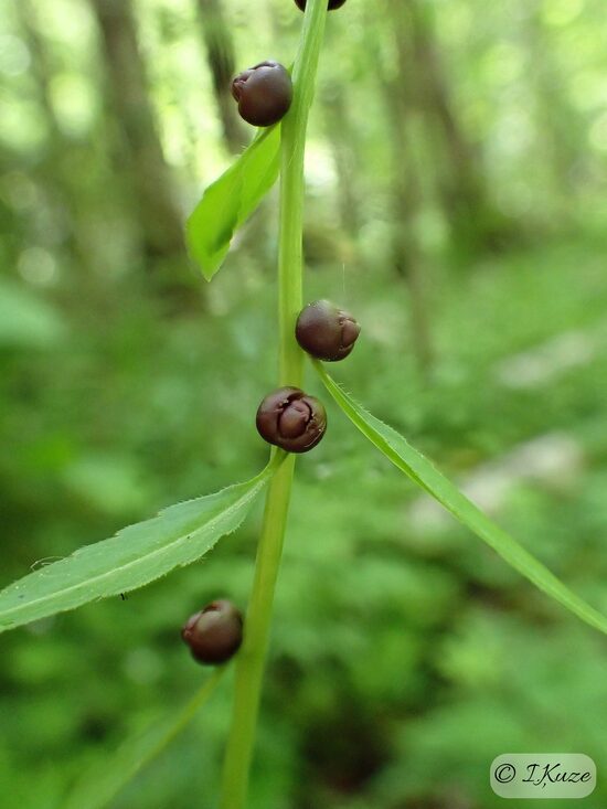 Dentaria bulbifera
