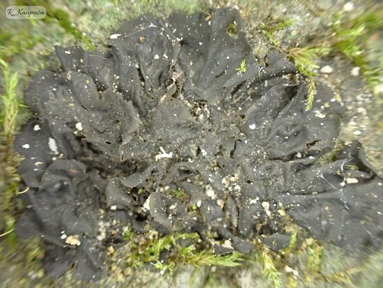 Collema flaccidum