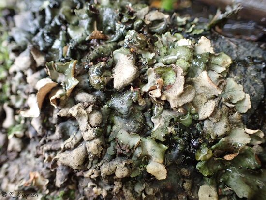 Dermatocarpon luridum