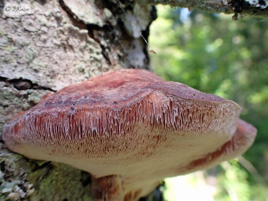 Leptoporus mollis