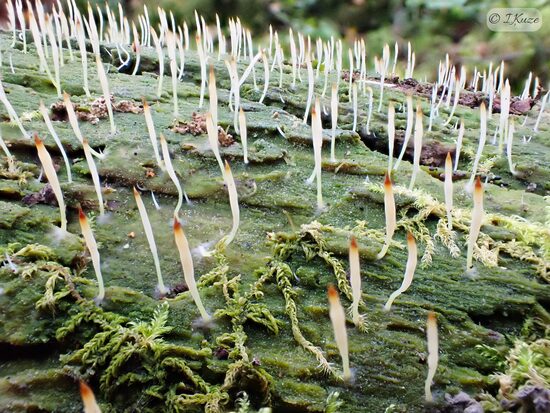 Multiclavula mucida