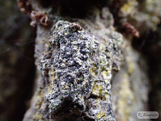 Buellia violaceofusca