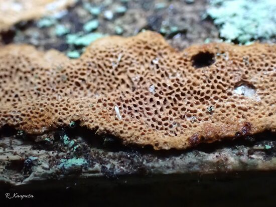 Phellinus viticola