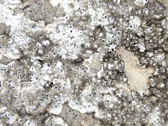 Diplotomma epipolium