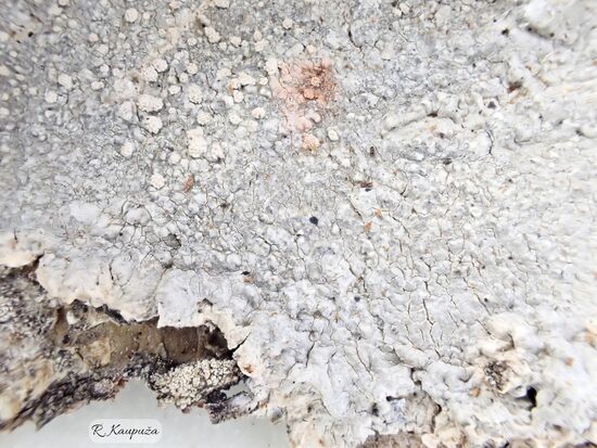 Pertusaria hemisphaerica