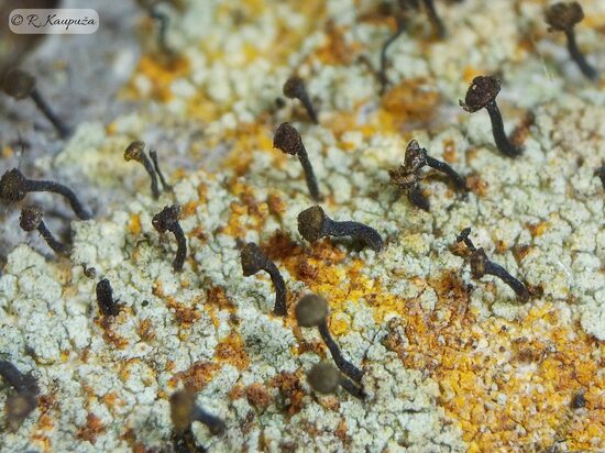 Chaenotheca ferruginea