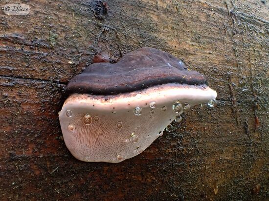 Rhodofomes roseus