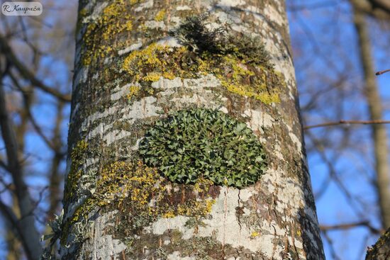 Pleurosticta acetabulum