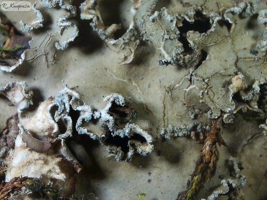 Peltigera collina