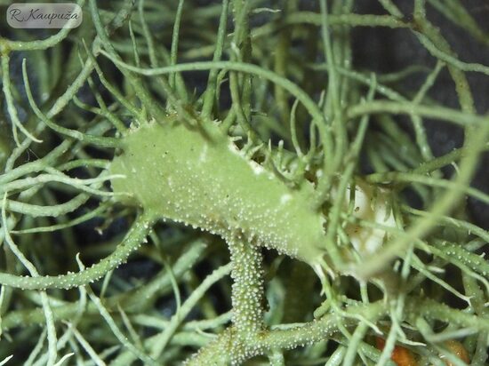 Usnea florida