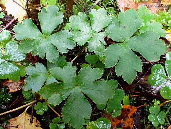 Sanicula europaea
