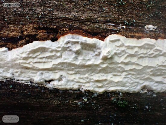 Skeletocutis stellae