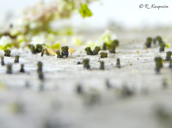 Microcalicium disseminatum