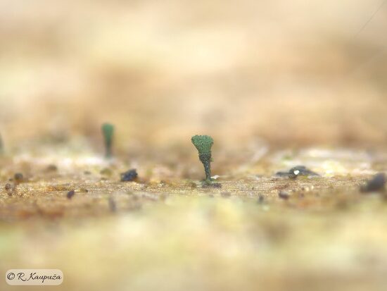 Microcalicium ahlneri
