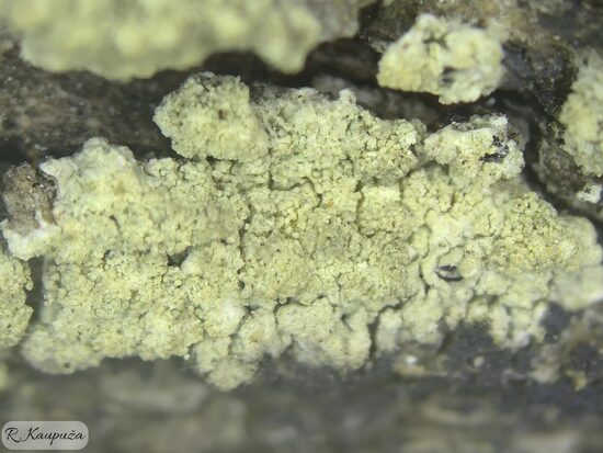 Pertusaria flavida