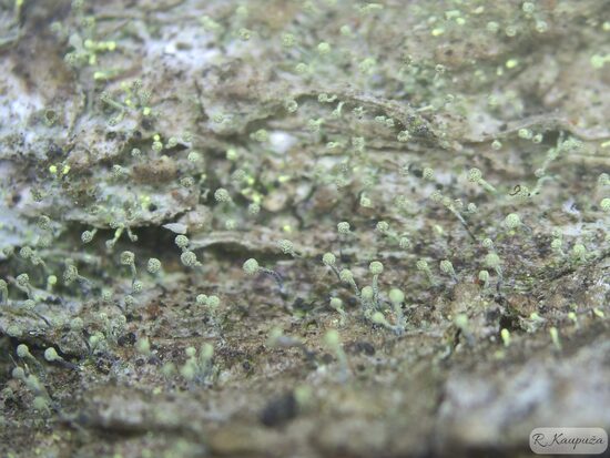 Chaenotheca brachypoda