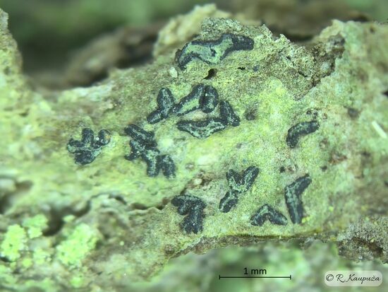 Alyxoria varia