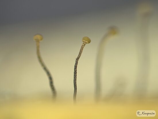 Chaenotheca gracillima