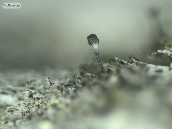 Chaenothecopsis viridialba