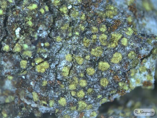Caloplaca lucifuga