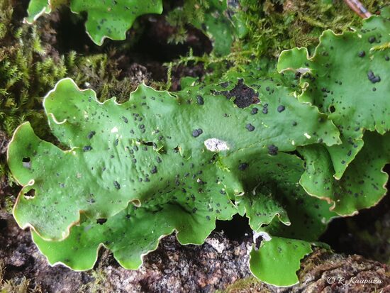 Peltigera aphthosa