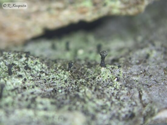 Calicium parvum