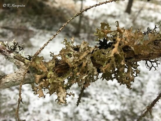 Tuckermanopsis chlorophylla
