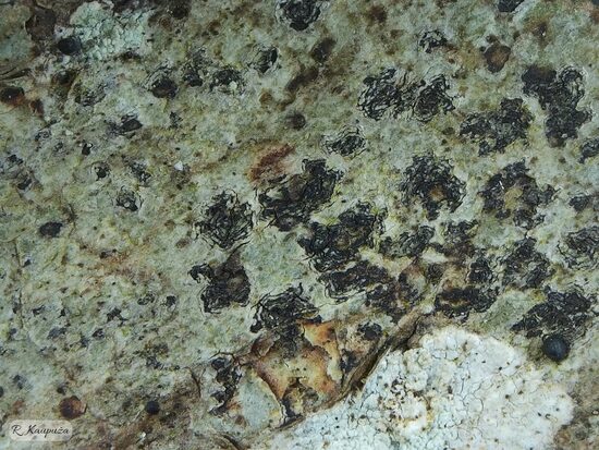 Arthothelium ruanum