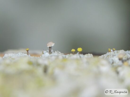 Sclerophora peronella