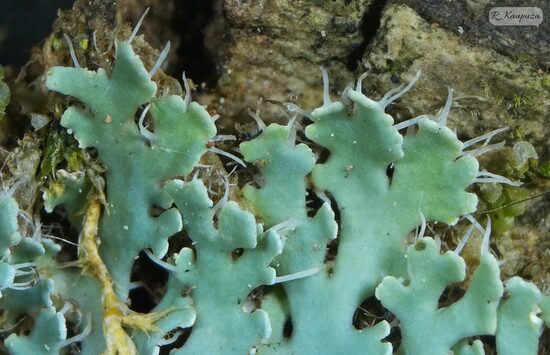 Heterodermia speciosa