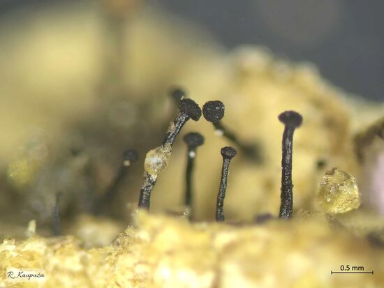 Chaenothecopsis oregana