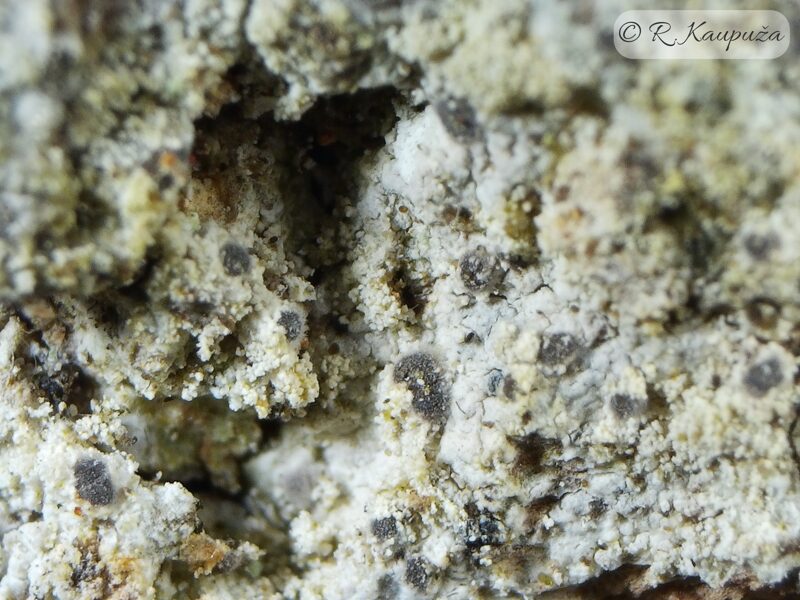 Arthonia cinereopruinosa