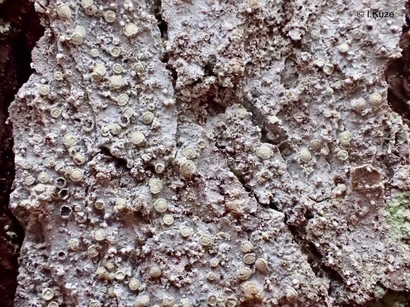 Lecanactis abietina
