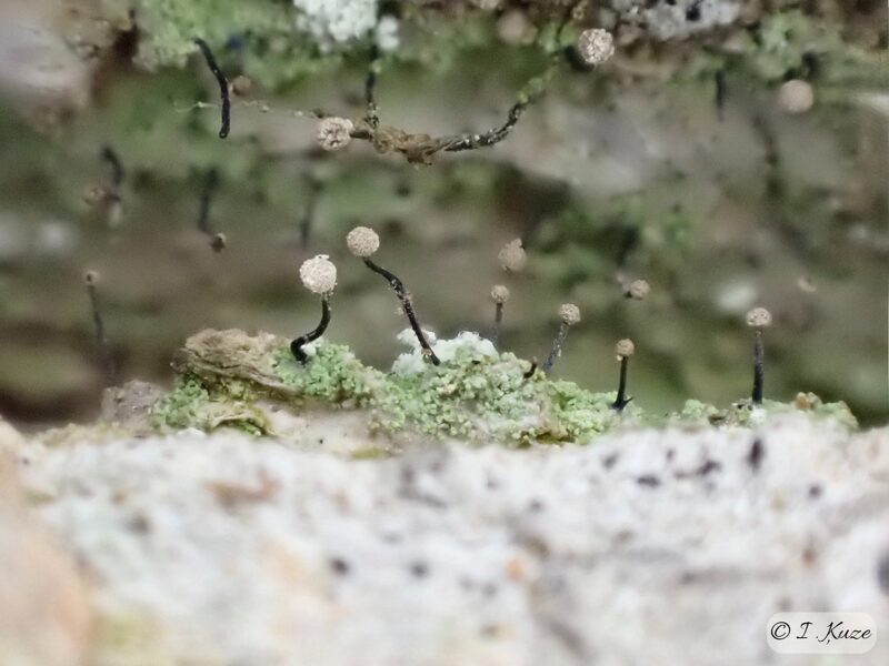 Chaenotheca gracilenta