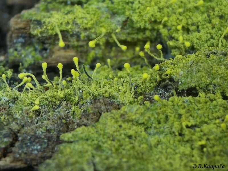 Chaenotheca furfuracea