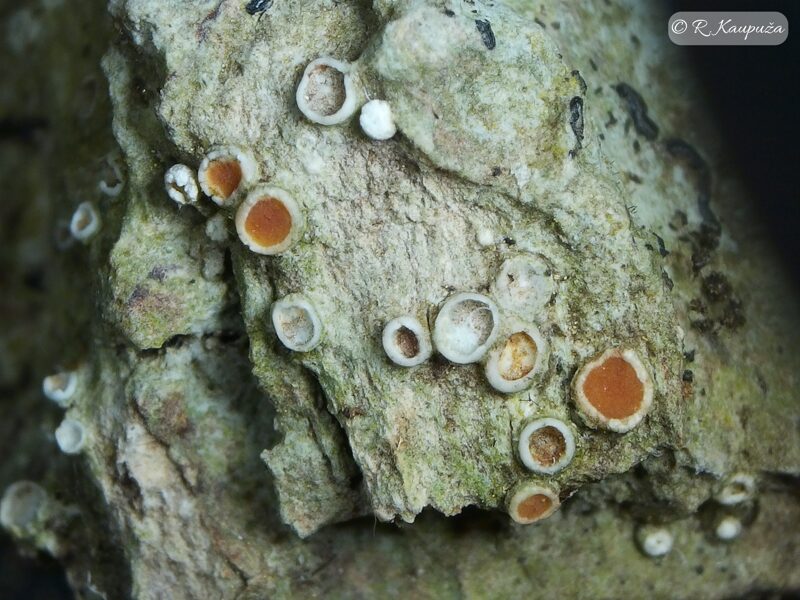Gyalecta ulmi