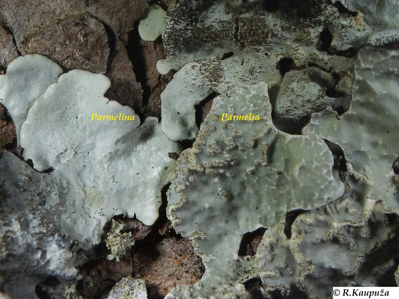 Parmelina tiliacea