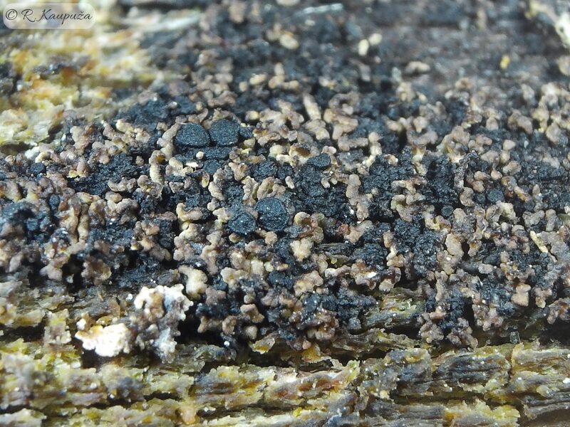 Hypocenomyce friesii