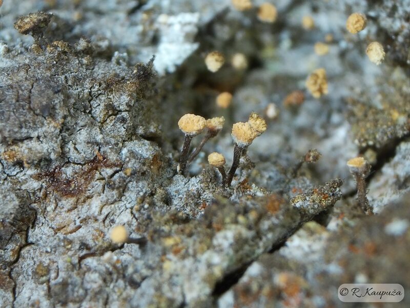 Sclerophora coniophaea