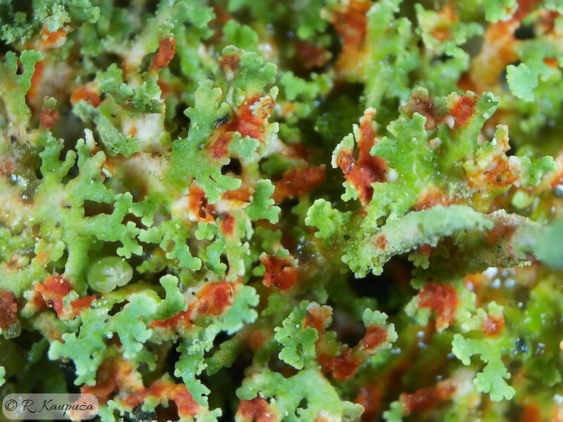 Cladonia norvegica