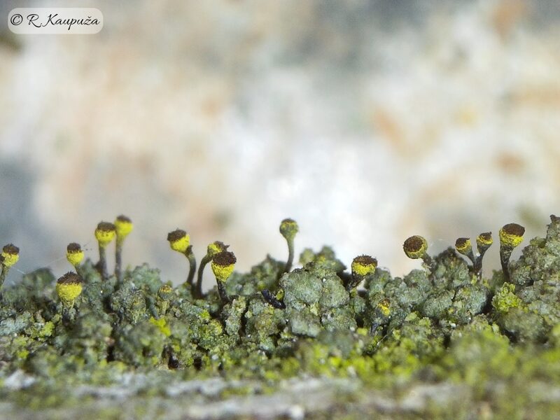 Chaenotheca phaeocephala