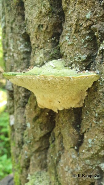Trametes gibbosa