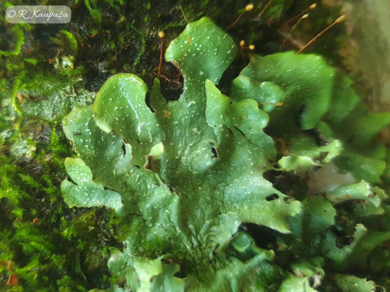 Cetrelia