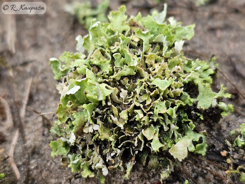 Cladonia foliacea