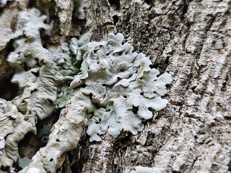 Ricasolia amplissima