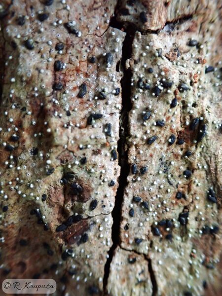 Opegrapha vermicellifera