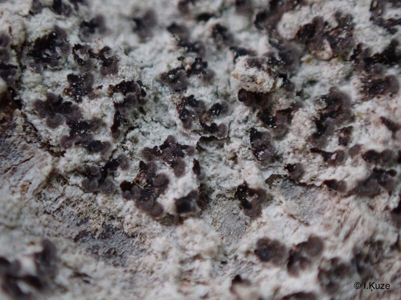 Felipes leucopellaeus