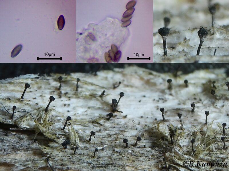 Mycocalicium subtile