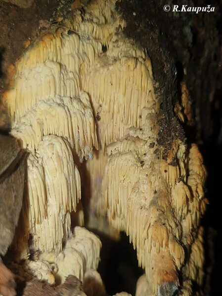 Sarcodontia crocea